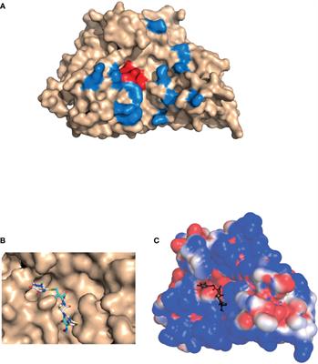 Could β-Lactam Antibiotics Block Humoral Immunity?